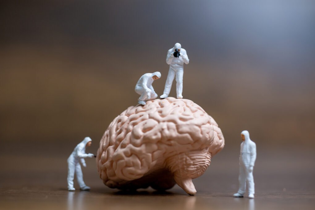 Como o cérebro funciona: modelo anatômico sendo analisado por pesquisadores